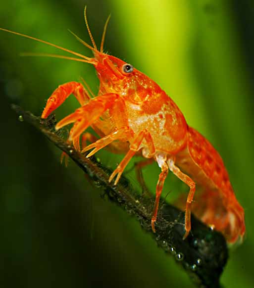 CRAYFISH - BRIGHT ORANGE